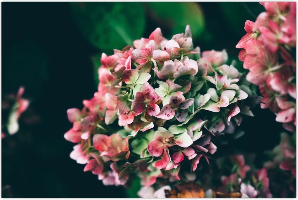 Tablou - Hortensie (90x60 cm)