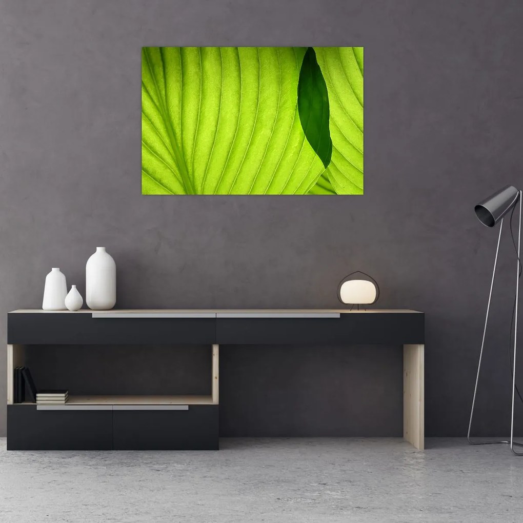 Tablou - Detaliu de frunză verde (90x60 cm)