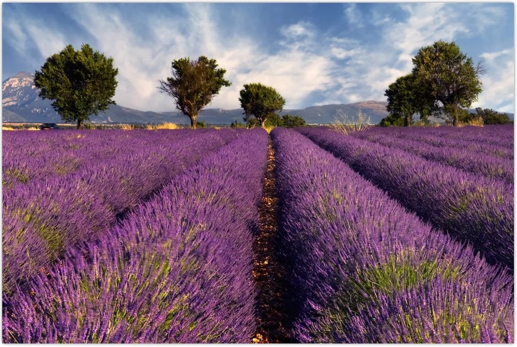 Tablou - câmp de lavandă și munți (90x60 cm)