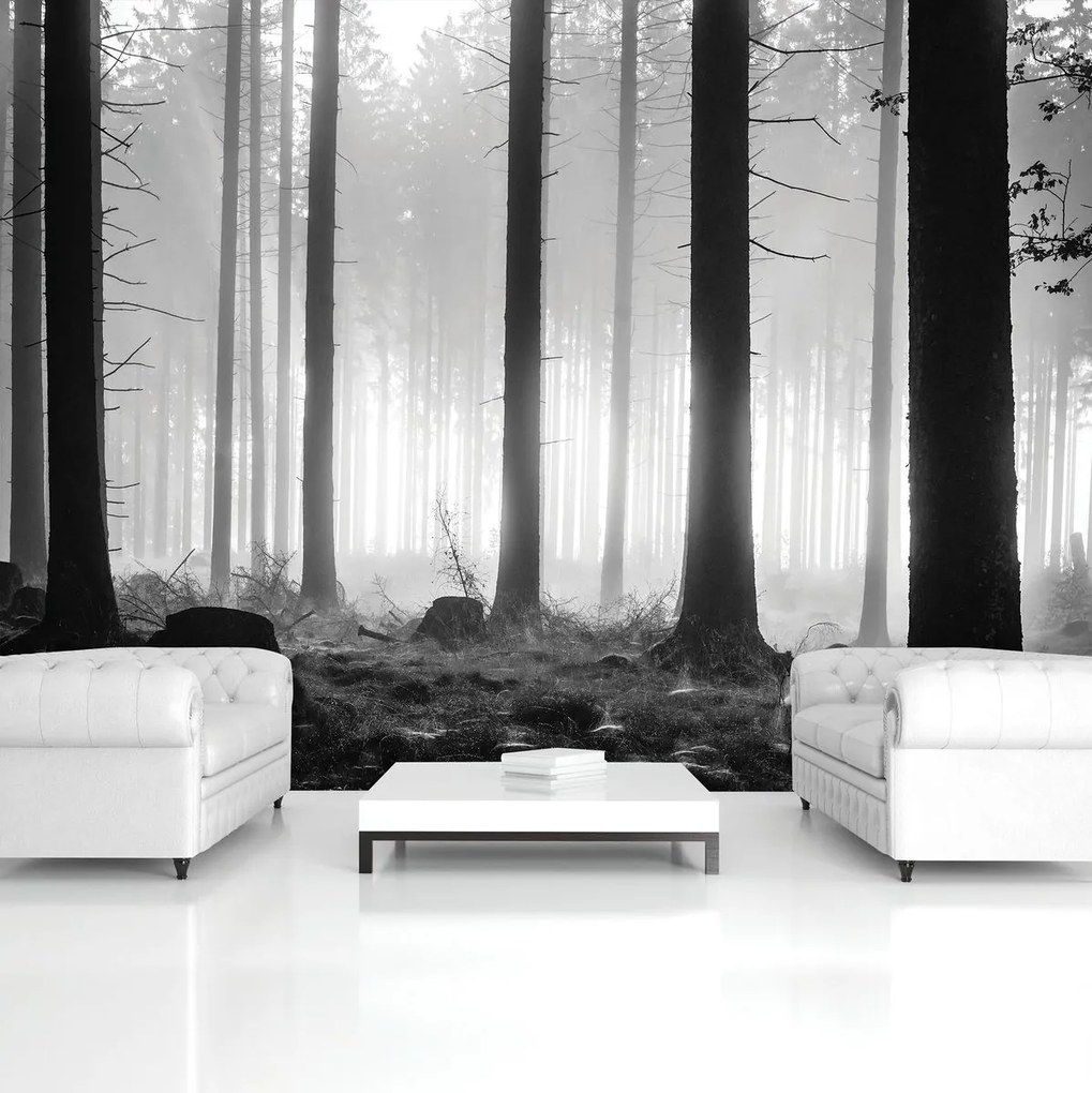 Fototapet - Copaci (152,5x104 cm)