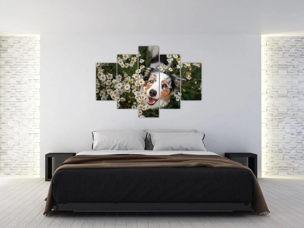 Tablou - Ciobănesc australian (150x105 cm)