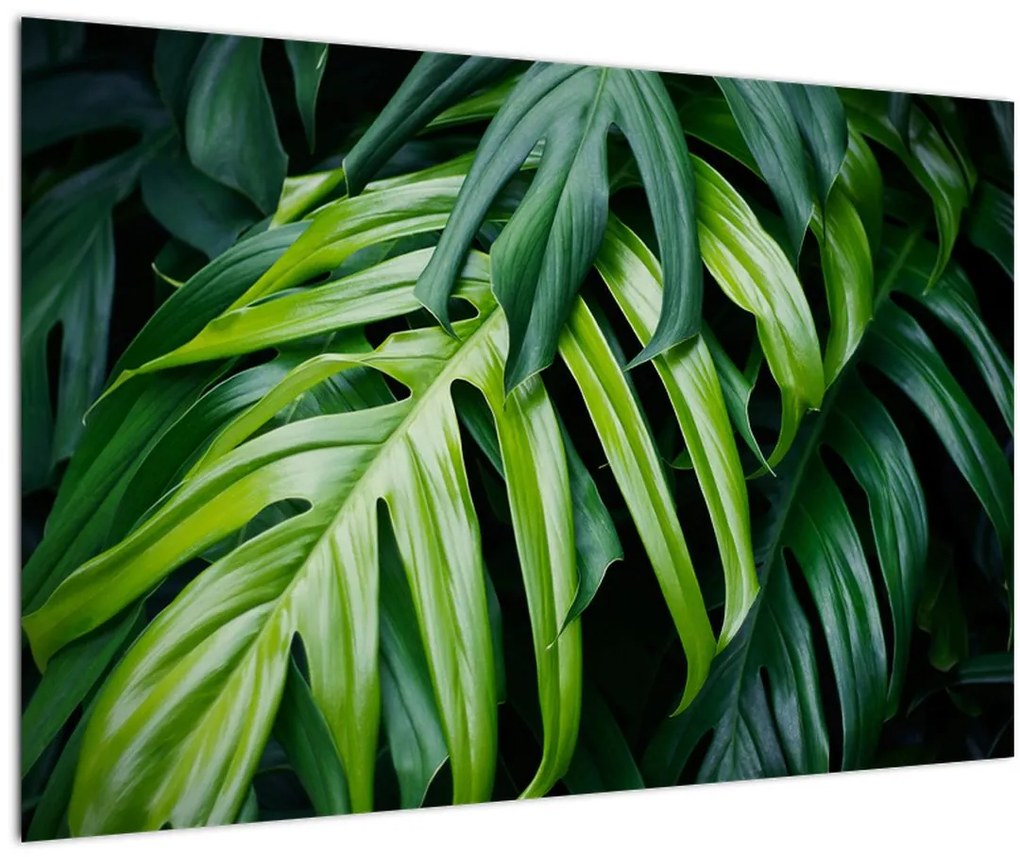 Tablou - Frunze tropicale (90x60 cm)