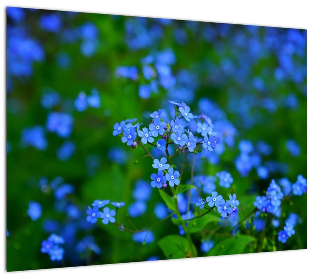 Tablou cu flori albastre (70x50 cm)