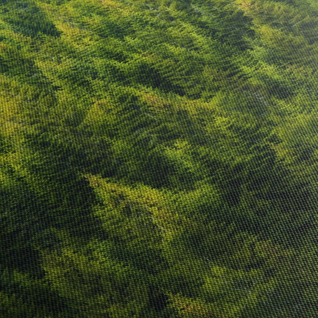 Tablou - Pădure deasă (90x60 cm)