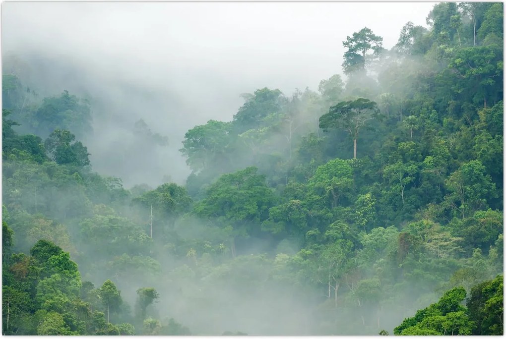 Tablou - Ceața de dimineață (90x60 cm)