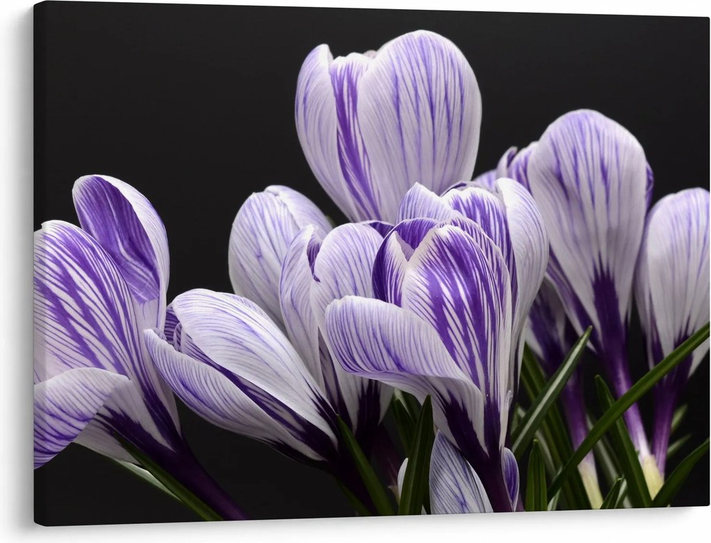 Tablou - Crocus violet (70x50 cm)