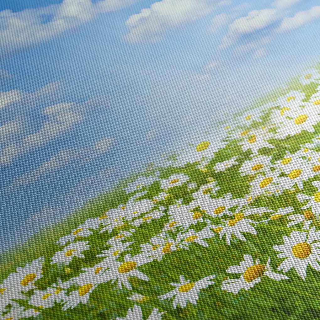 Tablou cu luncă înflorită cu margarete (120x50 cm)