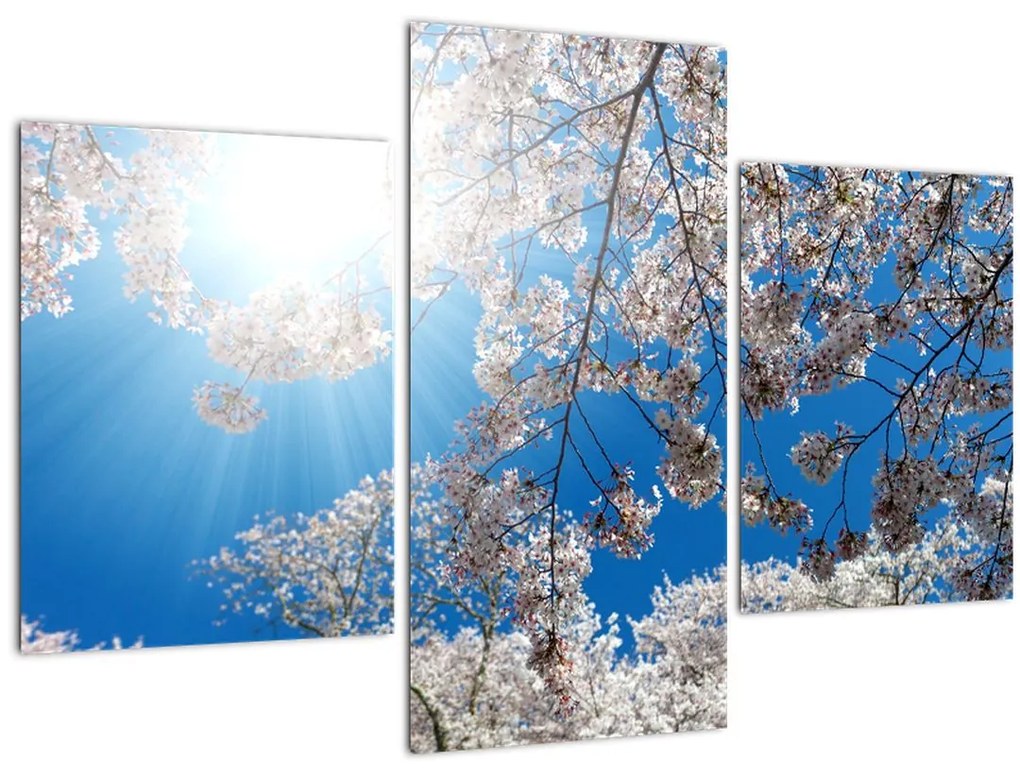 Tablou - Flori de cireș (90x60 cm)