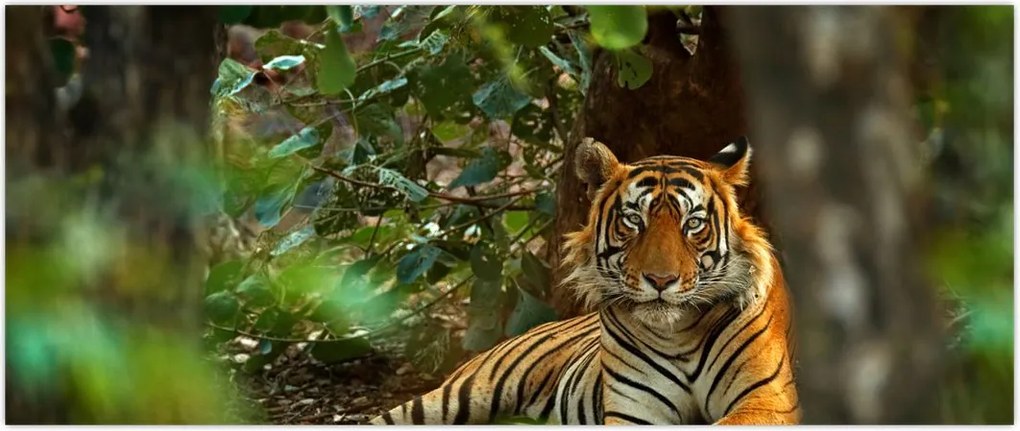 Tablou - Tigru odihnindu -se (120x50 cm)