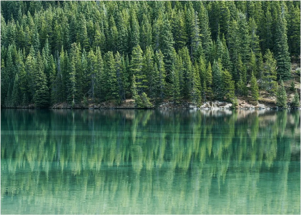 Tablou - Coniferi lângă lac (70x50 cm)