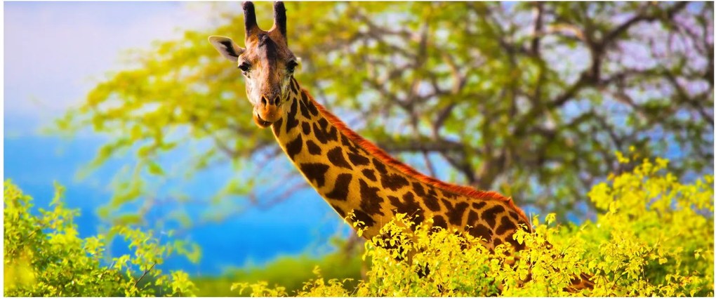 Tablou - Girafa în Africa (120x50 cm)