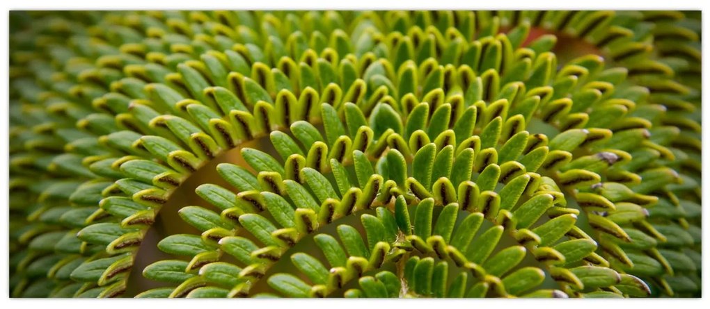 Tablou - Fern (120x50 cm)