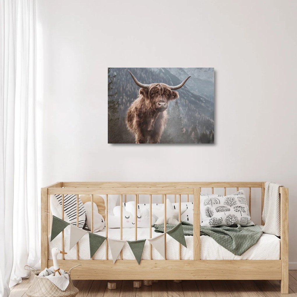 Tablou pe sticlă - Vaca Highlander (70x50 cm)