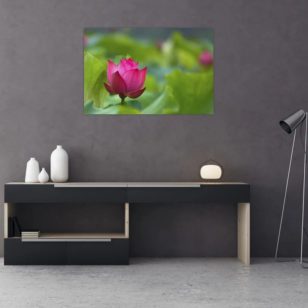 Tablou - floare de apă (90x60 cm)