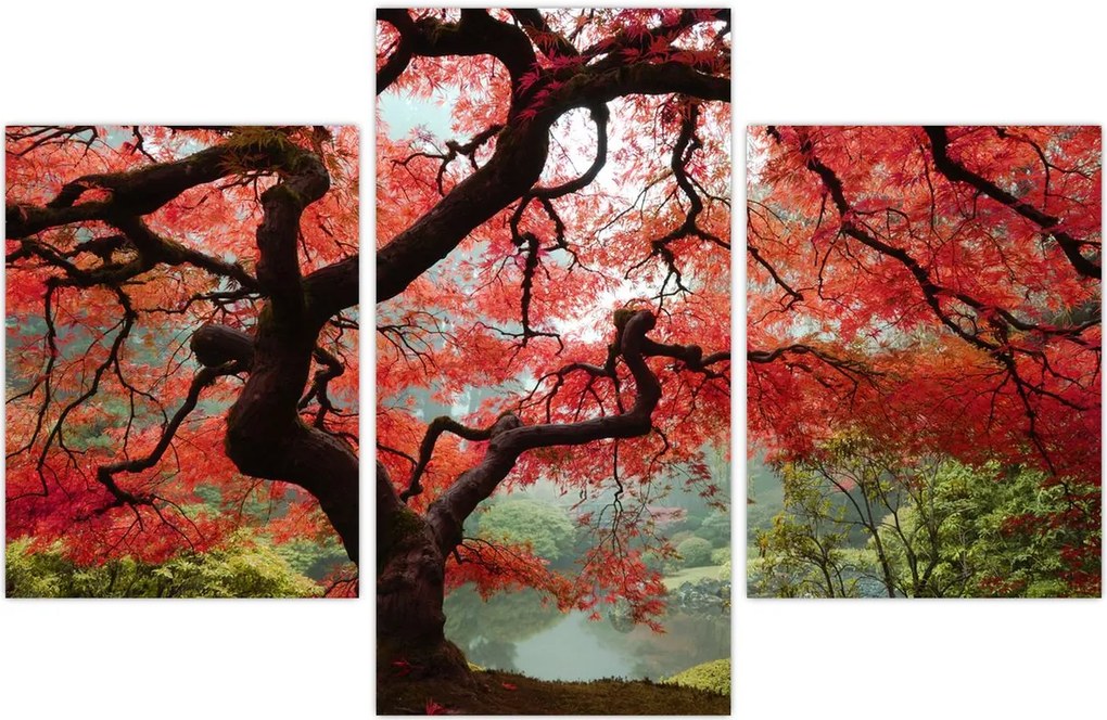 Tablou - Arțarul japonez roșu, Portland, Oregon (90x60 cm)