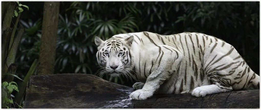 Tablou - Tigru alb (120x50 cm)