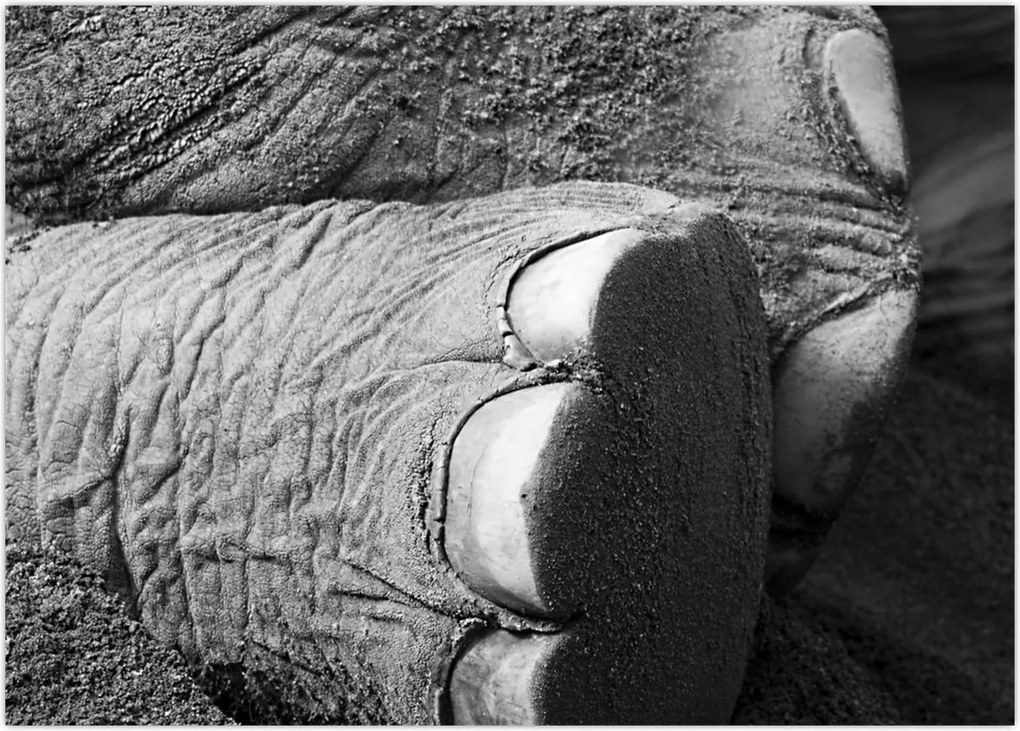 Tablou - Picior de elefant (70x50 cm)