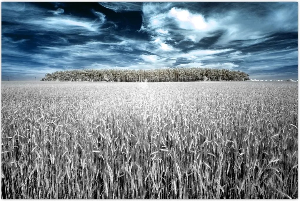 Tablou cu câmp (90x60 cm)