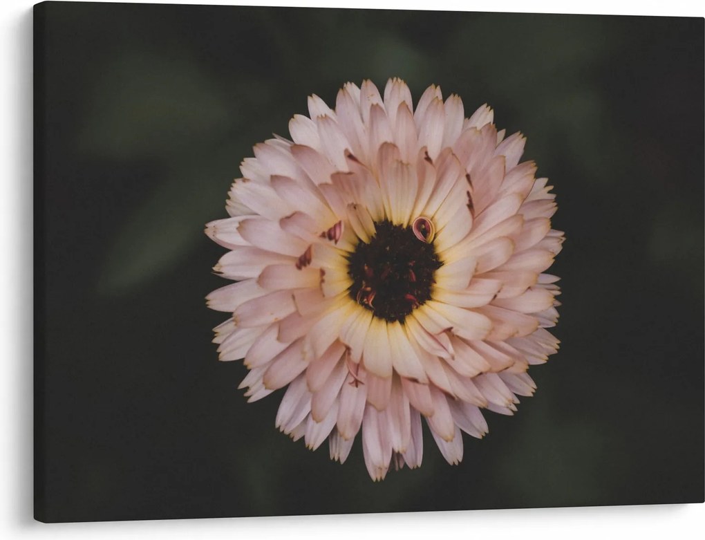 Tablou cu floare portocalie (70x50 cm)