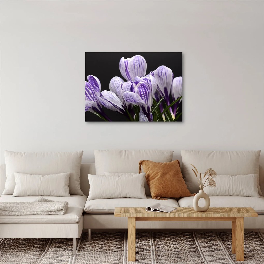 Tablou - Crocus violet (70x50 cm)