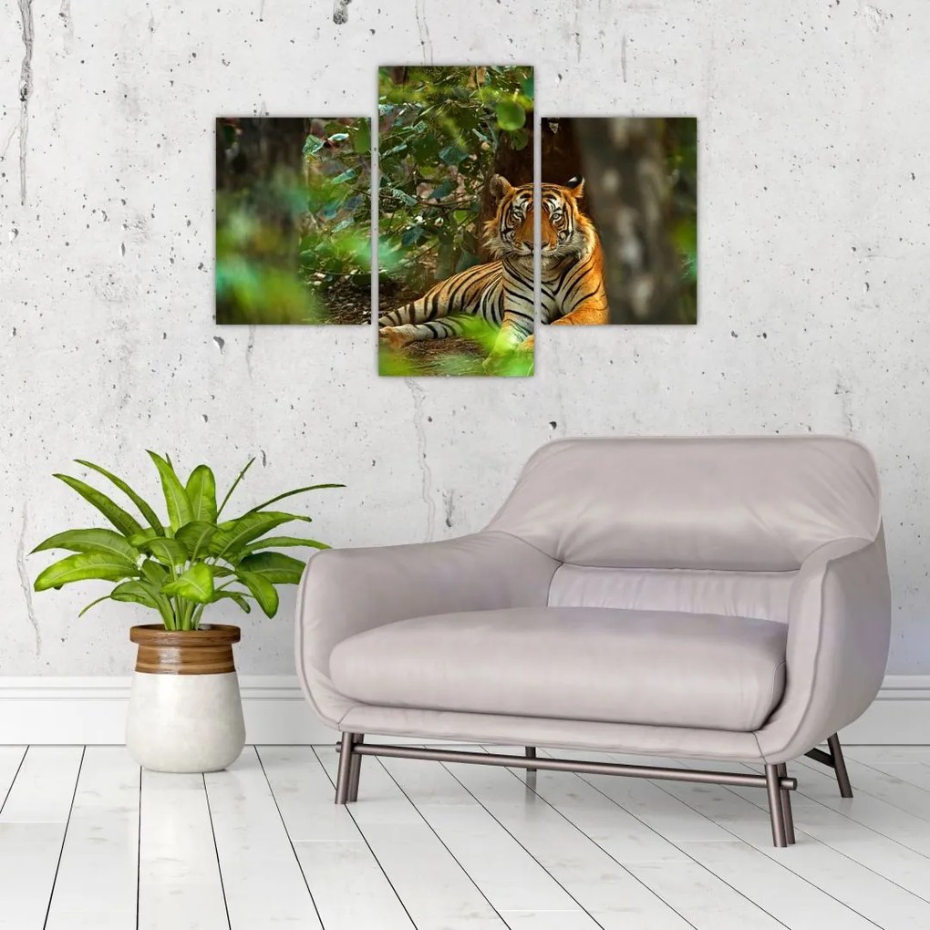 Tablou - Tigru odihnindu -se (90x60 cm)