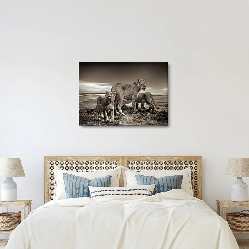 Tablou cu leii alb negri (70x50 cm)