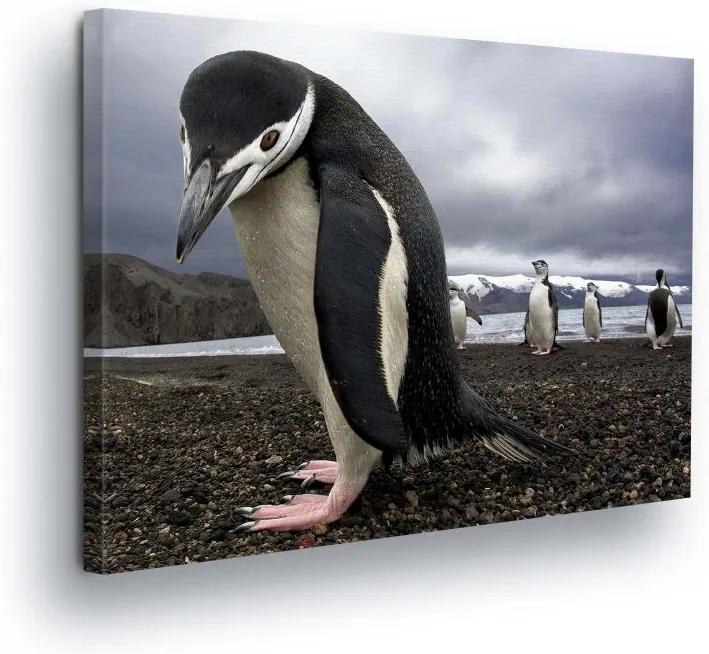GLIX Tablou - Lone Penguin 80x60 cm