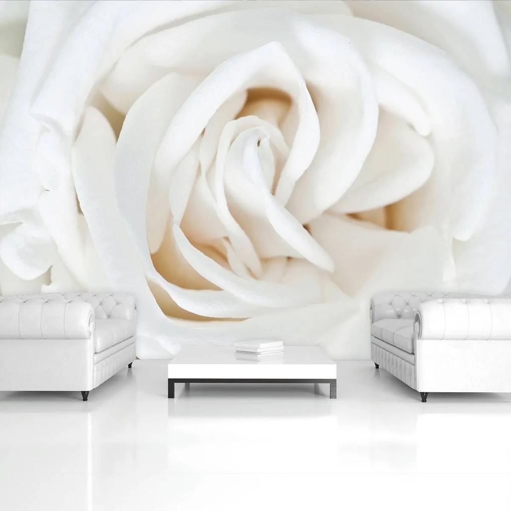 Fototapet - Trandafir alb (254x184 cm), în 8 de alte dimensiuni noi