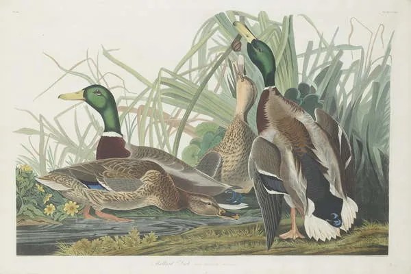 Reproducere Mallard Duck, 1834, John James (after) Audubon