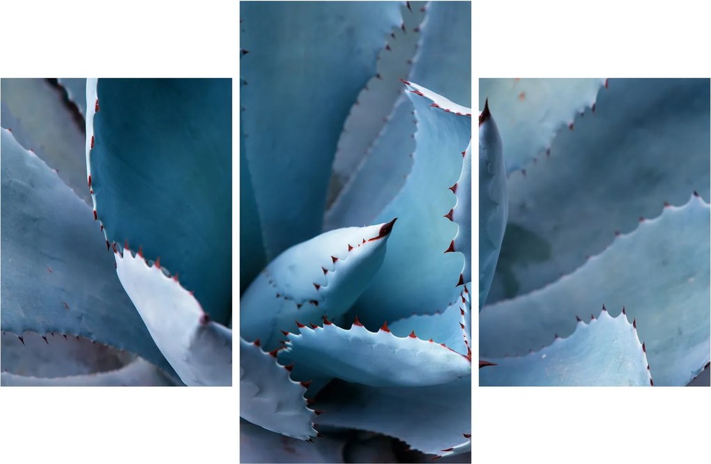Tablou - Agave (90x60 cm)