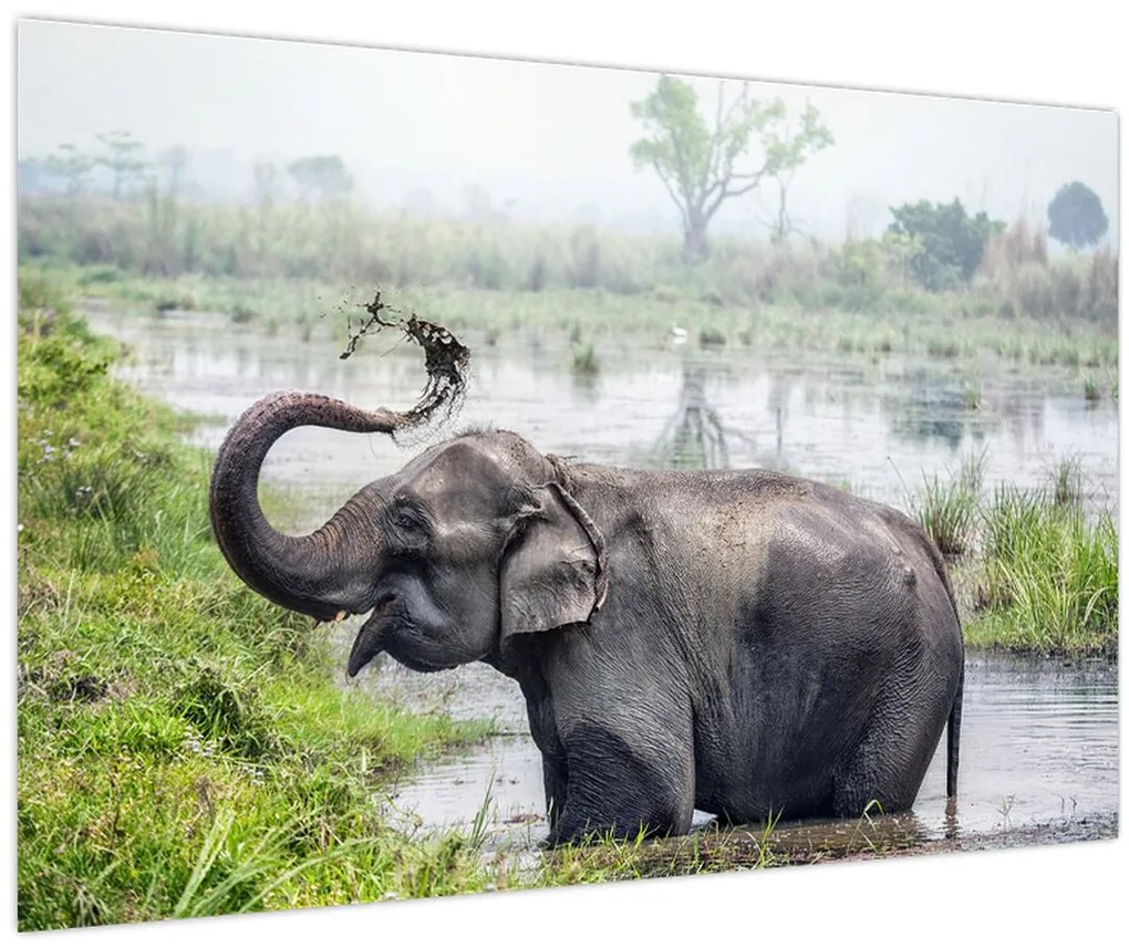 Tablou - Elefant de scăldat (90x60 cm)