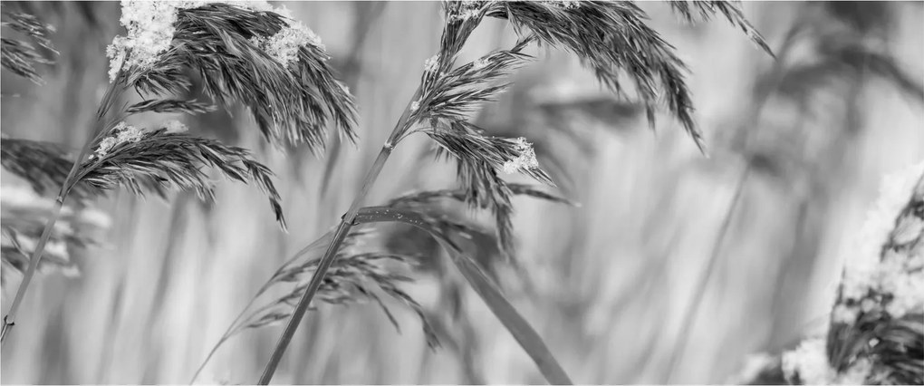 Tablou - Tei,alb-negru (120x50 cm)