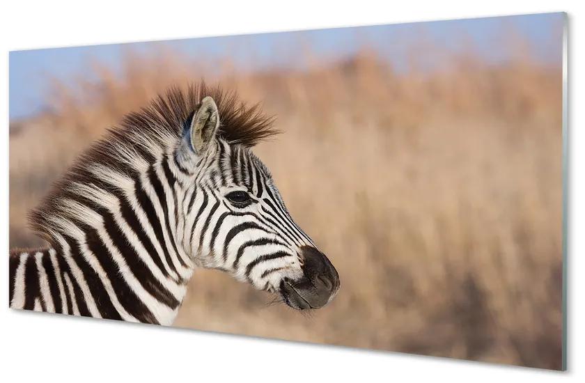 Tablouri acrilice zebră