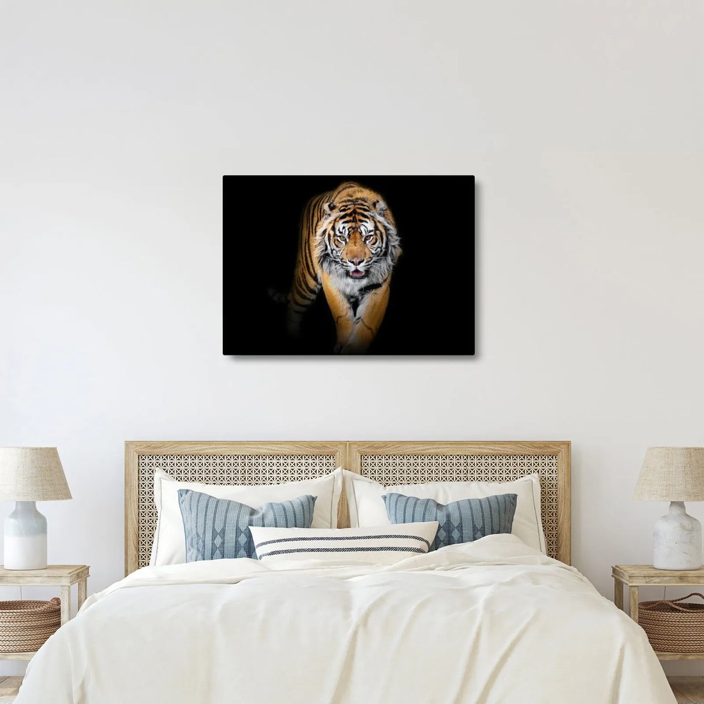 Tablou - Tiger (70x50 cm)