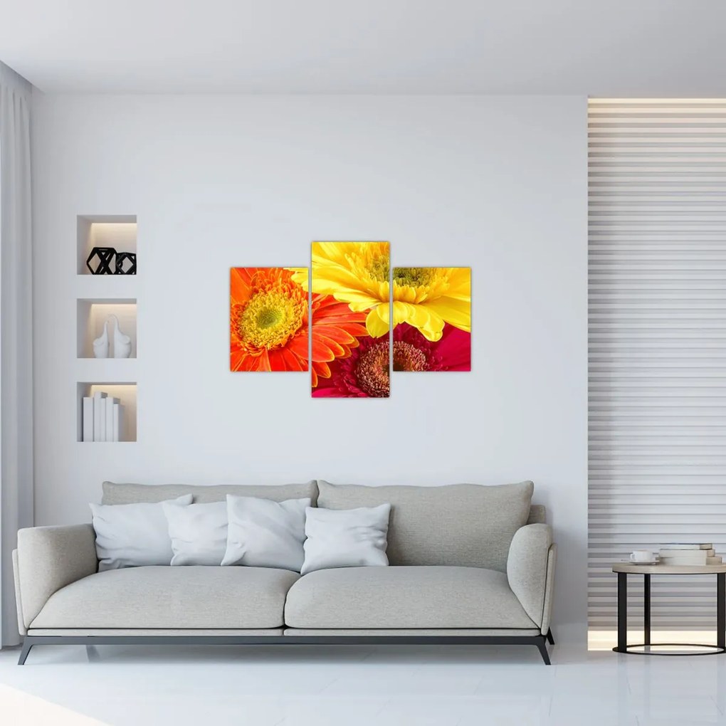 Tablou - Flori Gerbery (90x60 cm)