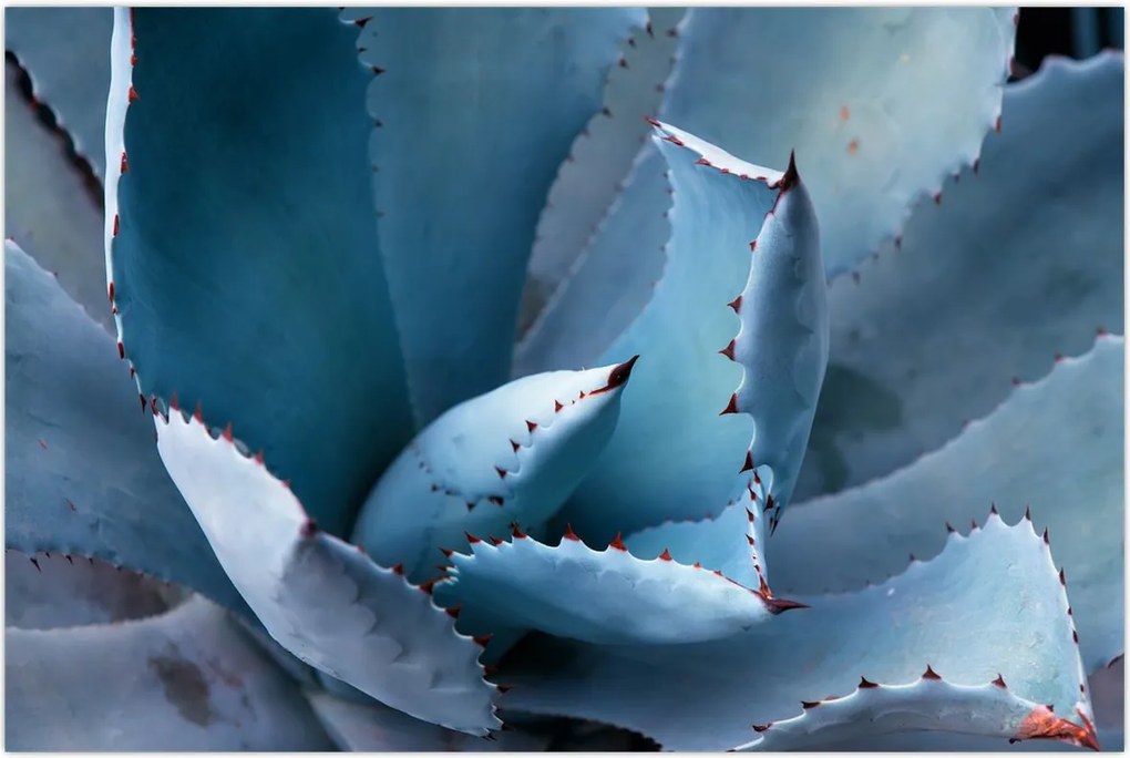 Tablou - Agave (90x60 cm)