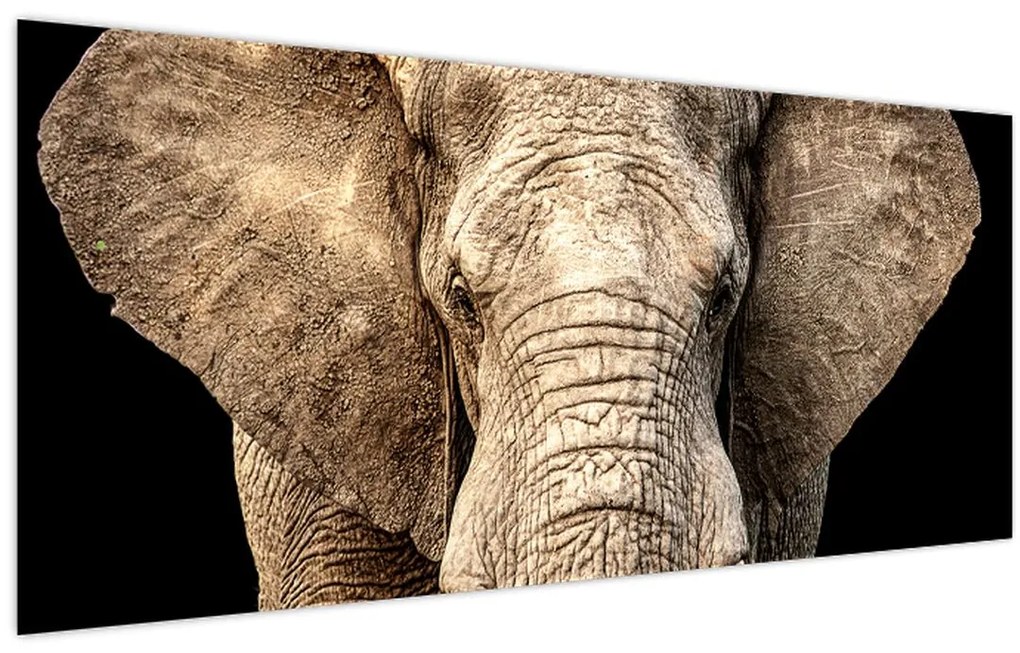 Tablou - Elefant african (120x50 cm)