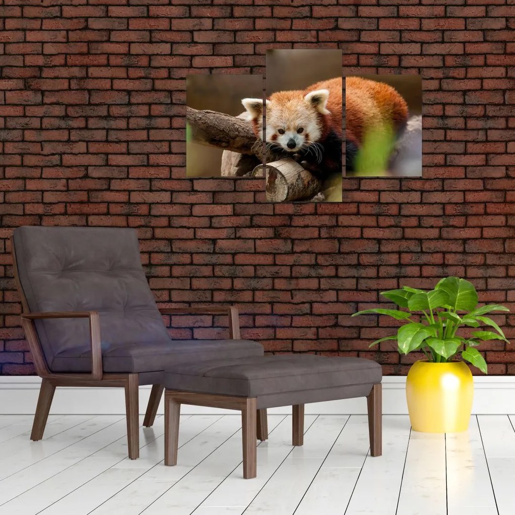 Tablou cu panda roșie (90x60 cm)