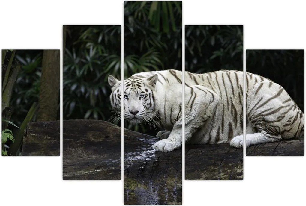 Tablou - Tigru alb (150x105 cm)