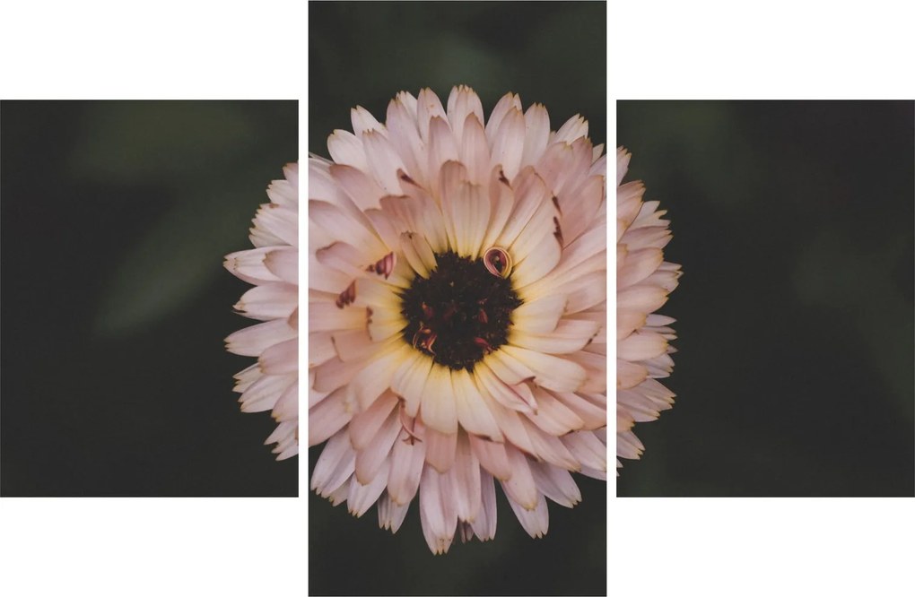 Tablou cu floare portocalie (90x60 cm)
