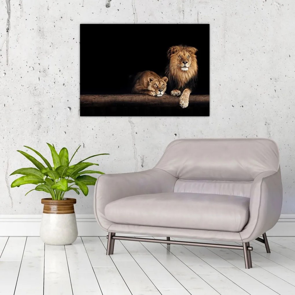 Tablou - Leu și leoaică (70x50 cm)