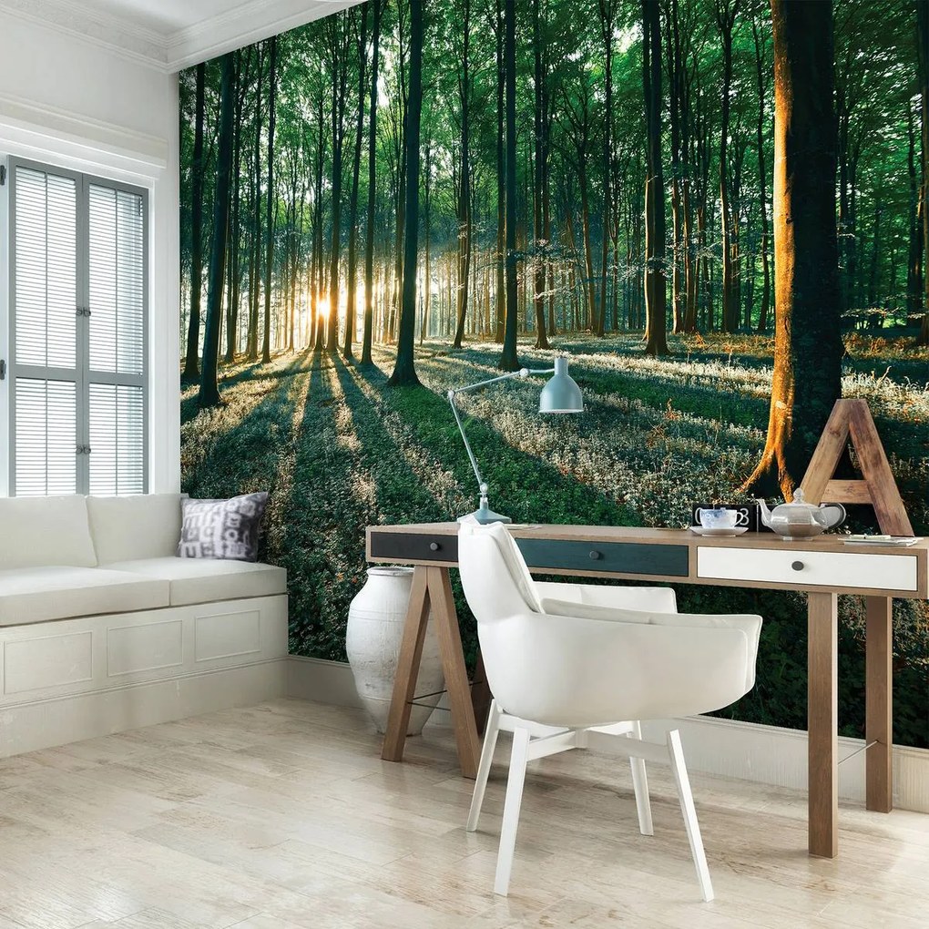 Fototapet - Pădure (152,5x104 cm)