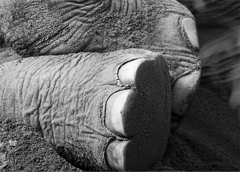 Tablou pe sticlă - Picior de elefant (70x50 cm)