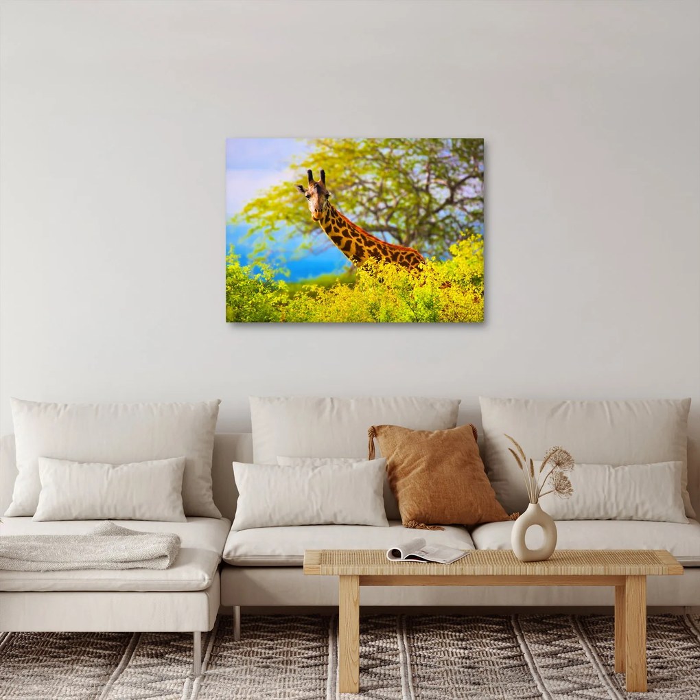 Tablou - Girafa în Africa (70x50 cm)