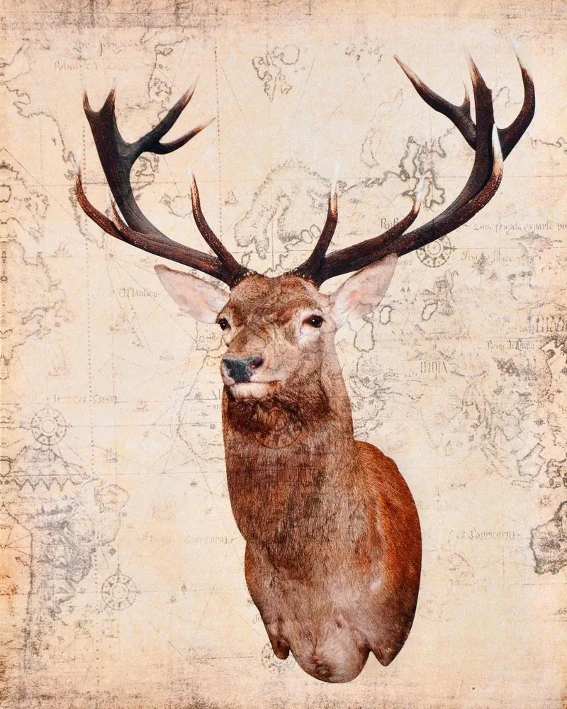 Falc Tablou pe pânză - Deer 1, 40x50 cm