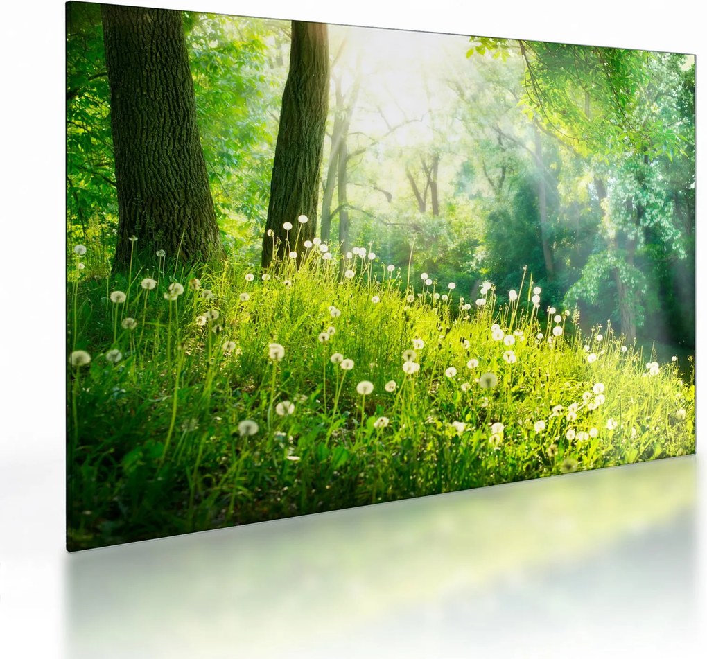 Tablou pe sticlă - Pajiște magică plină de păpădii (70x50 cm)