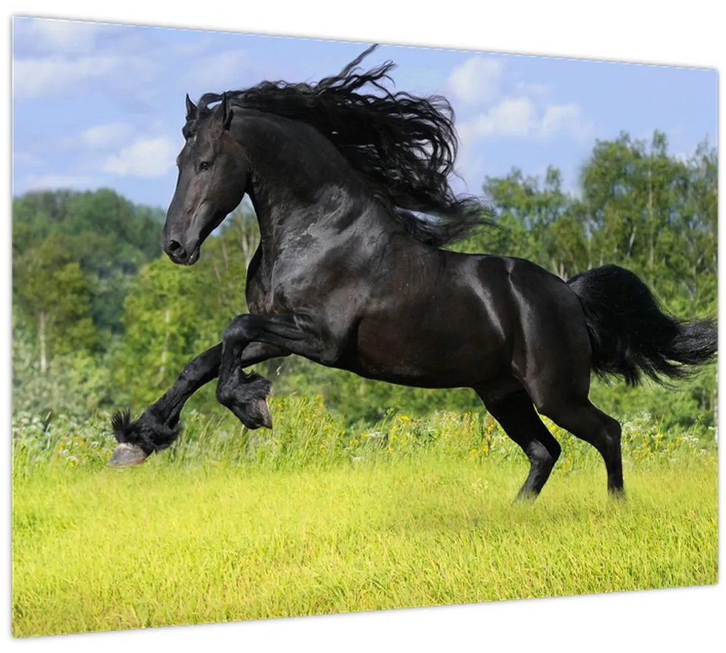 Tablou - Cal cu o coamă curgătoare (70x50 cm)