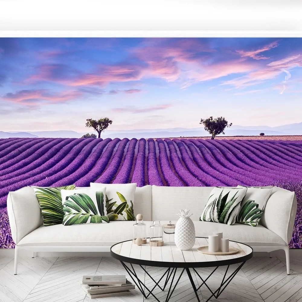 Fototapet Lavandă Domeniul