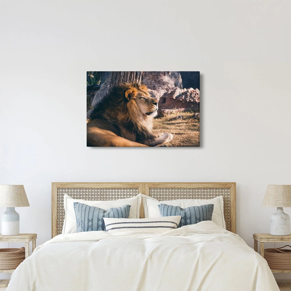 Tablou cu leul dormind (90x60 cm)