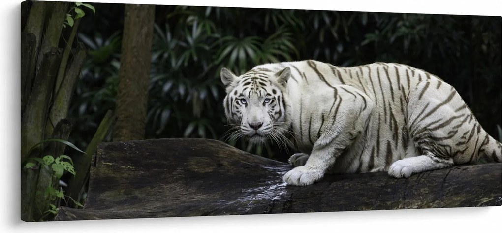 Tablou - Tigru alb (120x50 cm)